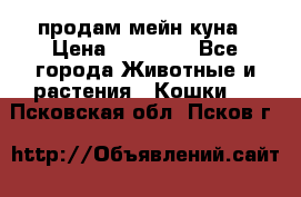 продам мейн куна › Цена ­ 15 000 - Все города Животные и растения » Кошки   . Псковская обл.,Псков г.